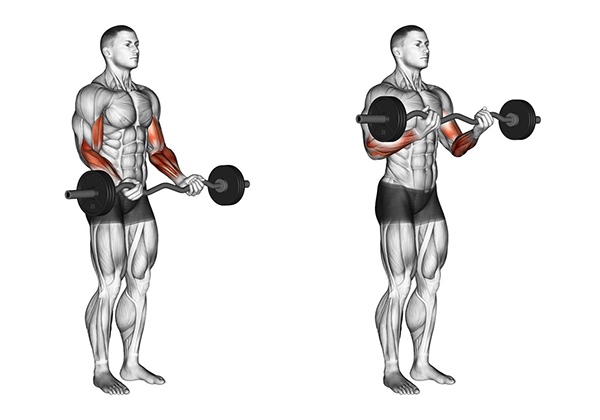 bai tap standing barbell curl