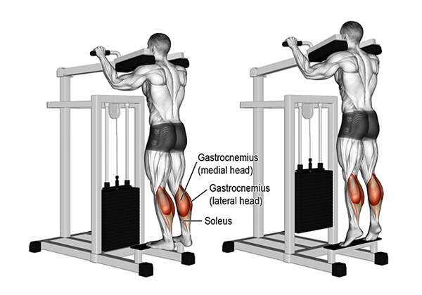 standing calf raise