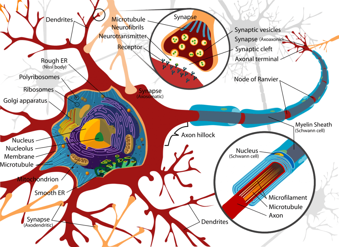 Complete neuron cell diagram en.svg