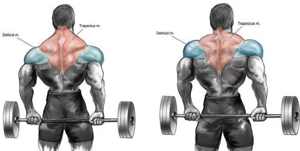 Barbell Shrug