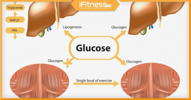 glycogen la gi e7e02bb80df044f291d8eaad1eff0753