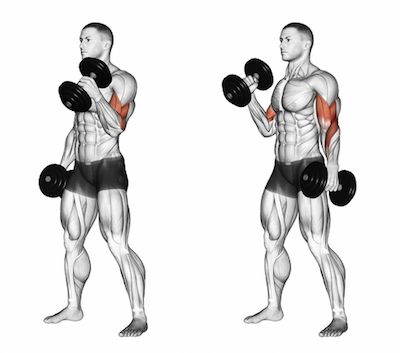 Bài tập Standing Alternating Dumbbell Curl